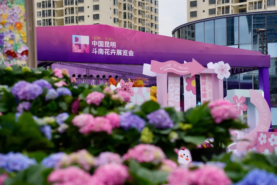 2024中国昆明斗南花卉展览会让鲜花经济活力绽放 让斗南鲜花香飘世界